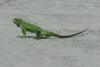 Green Iguana (Iguana iguana)