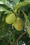 Breadfruit