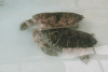 Hawksbill Sea Turtle (Eretmochelys imbricata)