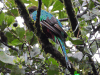 Resplendent Quetzal (Pharomachrus mocinno)