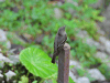 Eastern Wood Pewee (Contopus virens)