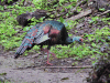 Ocellated Turkey (Meleagris ocellata)