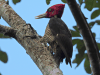 Pale-billed Woodpecker (Campephilus guatemalensis)