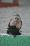 Hotel Had White Capuchin