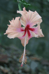 Hibiscus (Hibiscus sp.)