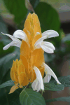 Golden Shrimp Plant (Pachystachys lutea)