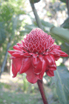 Torch Ginger (Etlingera elatior)