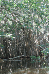 Red Mangrove (Rhizophora mangle)