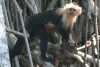 Central American White-faced Capuchin (Cebus imitator)