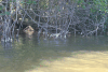 Salt Crust Mangrove Roots