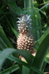 Pineapple Fruit