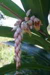 Shell Ginger (Alpinia zerumbet)