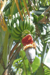 Banana Flower