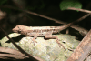 Atlántida Scaly Anole (Anolis wilsoni)