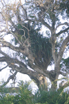 Large Clump Epiphytes Growing