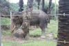 Elephas maximus sumatranus