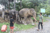 Sumatran Elephant (Elephas maximus sumatranus)