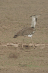 Somali Kori Bustard (Ardeotis kori struthiunculus)