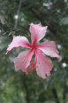 Hibiscus (Hibiscus sp.)