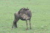 Western White-bearded Wildebeest (Connochaetes taurinus mearnsi)