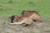 Western White-bearded Wildebeest Babies