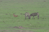 Grant's Zebra (Equus quagga boehmi)