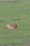 Common Impala (Aepyceros melampus melampus)