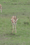 Thomson's Gazelle Male