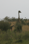 Maasai Giraffe (Giraffa camelopardalis tippelskirchi)