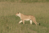 Southern Lion (Panthera leo melanochaita)