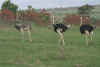 Masai Ostrich (Struthio camelus massaicus)