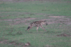 Spotted Hyena (Crocuta crocuta)