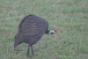 Reichenow's Helmeted Guineafowl (Numida meleagris reichenowi)