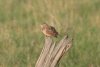 Serengeti Rufous-naped Lark (Mirafra africana tropicalis)