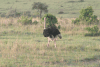 Masai Ostrich (Struthio camelus massaicus)