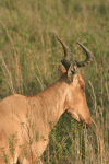 Kongoni (Alcelaphus buselaphus cokii)