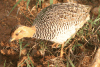 Coqui Francolin (Campocolinus coqui)