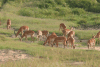 Common Impala (Aepyceros melampus melampus)