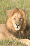 Southern Lion (Panthera leo melanochaita)