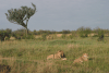 Southern Lion Couple Female