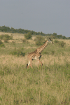 Maasai Giraffe (Giraffa camelopardalis tippelskirchi)