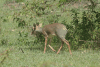 Kirk's Dik-dik (Madoqua kirkii)