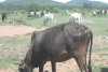 Maasai Mark Cows Making