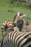 Grant's Zebra (Equus quagga boehmi)