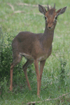 Kirk's Dik-dik (Madoqua kirkii)