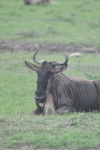 Western White-bearded Wildebeest (Connochaetes taurinus mearnsi)