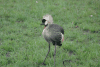 East African Crowned Crane (Balearica regulorum gibbericeps)