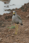 African Wattled Lapwing (Vanellus senegallus)