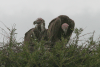 Lappet-faced Vulture (Torgos tracheliotos)