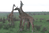 Maasai Giraffe (Giraffa camelopardalis tippelskirchi)